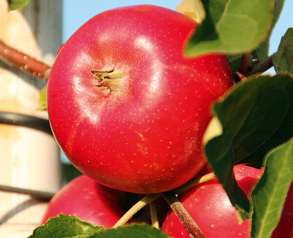 Fahner Frucht ©Archiv KulTourStadt Fahner Frucht ©Archiv KulTourStadt