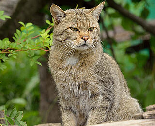 Wildkatzendorf Hütscheroda © Thomas Stephan