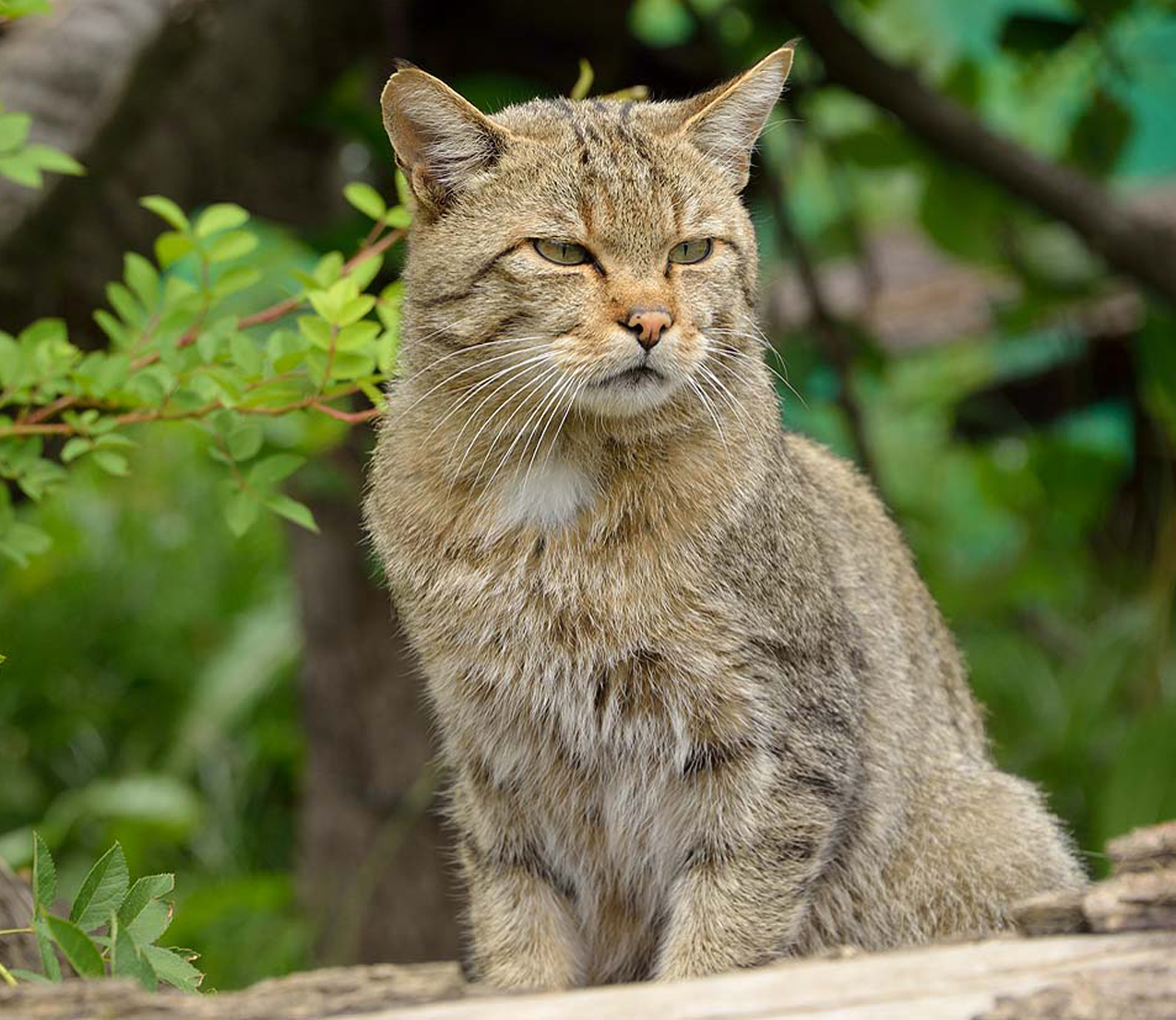 Wildkatzendorf Hütscheroda © Thomas Stephan